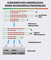 Ablauf des DNA-Verfahrens im SV