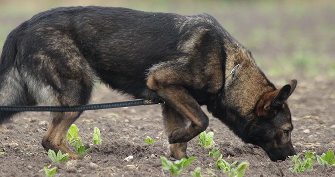 SV-Bundesf?hrtenhundprüfung