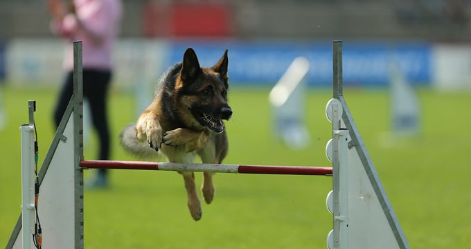 Agility