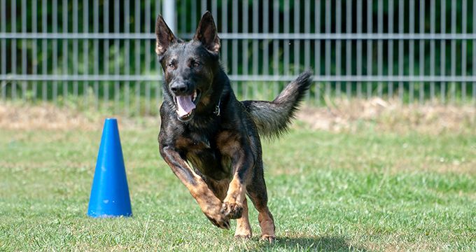 SV-Meisterschaft Rally Obedience