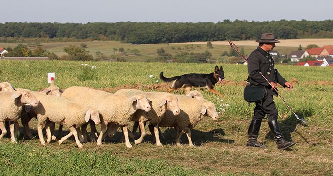 SV-Bundesleistungshüten und Zuchtschau